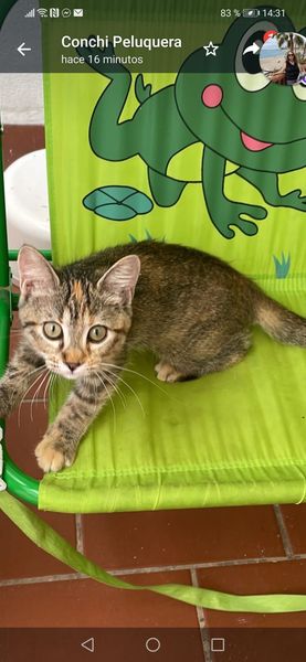 isagato62's tweet image. SEVILLA España
Esta preciosa gatita se dio en adopción pero la señora ya no la puede tener 😭
En dos dias la llevara al zoosanitario 
 Loli 687265671