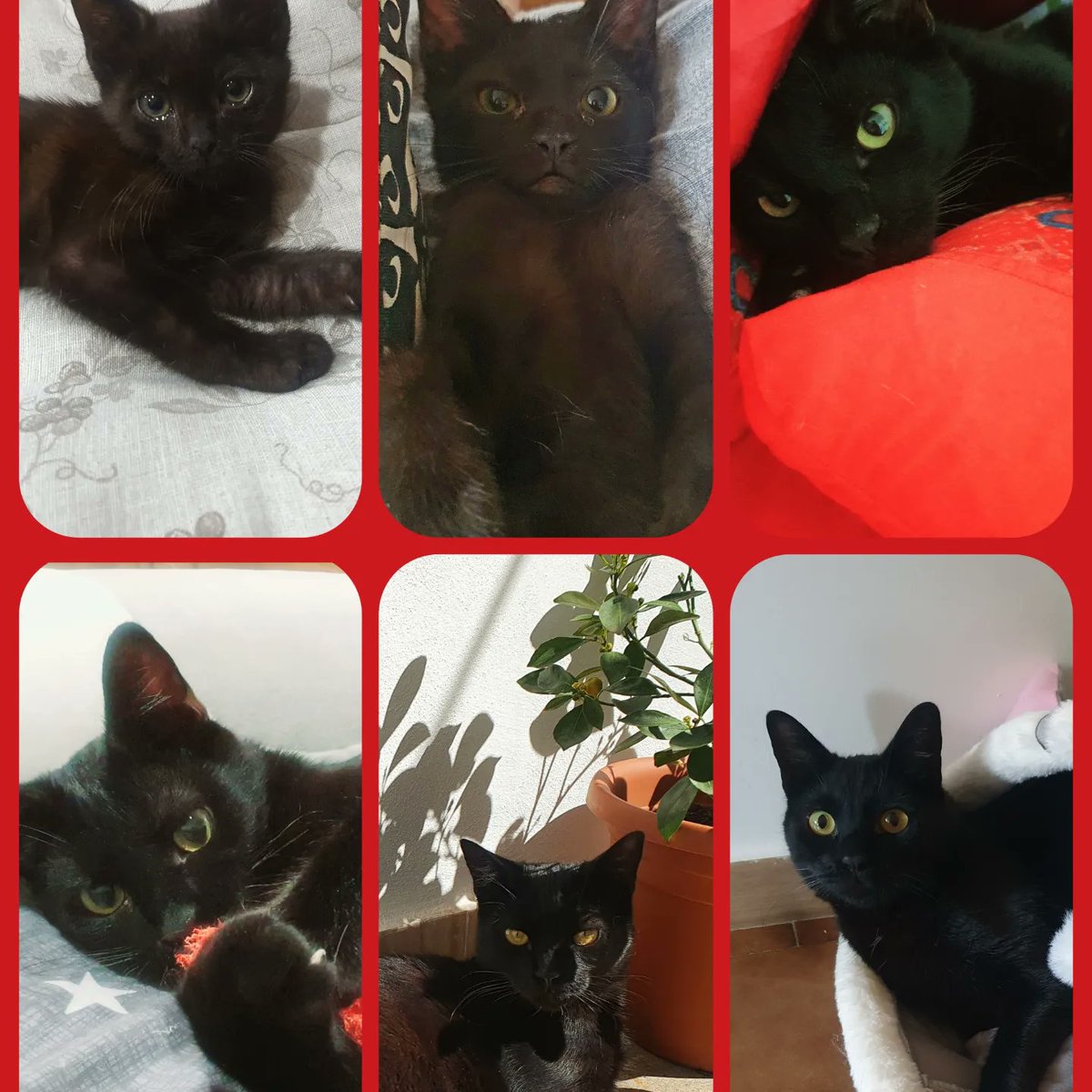 KarinLocci's tweet photo. 19 Luglio 2020 - 19 Luglio 2022
Due anni di te ❤️
La mia piccola peste. 😜
#catstagram #catlover #cats_of_day #cats🐱 #catlove #catlovers #cats #cats_of_world #beautiful #beautifulcats #ilovemypet #adorable #adorablecat #pets #petlovers #catmodel #animals https://t.co/hZLminG6nG