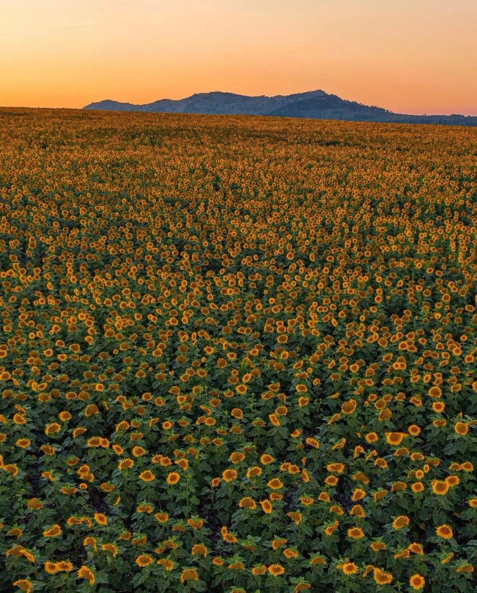 sunflowers.