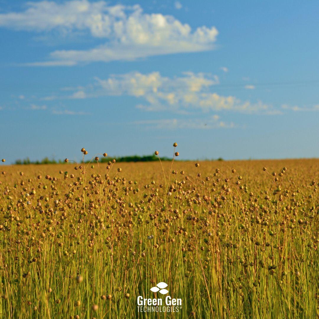 La récolte du lin : l'étape clé de notre Green Gen Bottle® !

La Green Gen Bottle® est fabriquée à partir d'un tressage cylindrique de fils de lin (certifié Masters of Linen®), afin de créer une enveloppe résistante et esthétique.