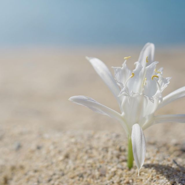 uriid_jp's tweet photo. 𝑁𝑒𝑟𝑜𝑙𝑖 𝑖𝑛 𝑈𝑅𝐼𝐼𝐷 𝑔𝑎𝑟𝑑𝑒𝑛 🌼🌿

お肌に癒しをプレゼントする🎁
ネロリオイルの穏やかな力💛

#ユリード　#ネロリガーデン　#ネロリオイル　#オレンジの花 https://t.co/cq2mG4aMGE
