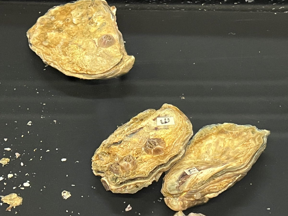 seapross's tweet photo. Building resilience to climate change in our iconic oysters #sydneyrockoyster #sydneyscience #nswfisheries #climatechange https://t.co/01iZuF95uE