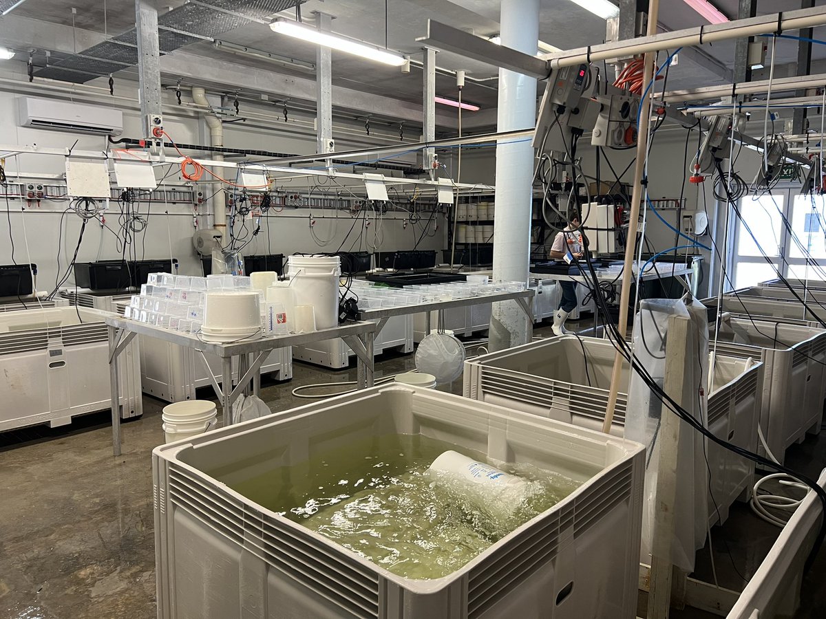 seapross's tweet photo. Building resilience to climate change in our iconic oysters #sydneyrockoyster #sydneyscience #nswfisheries #climatechange https://t.co/01iZuF95uE
