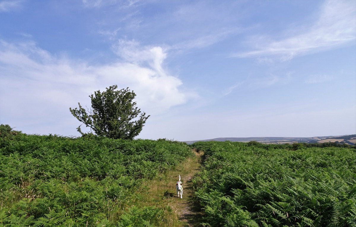 Tufters1's tweet photo. There was a lovely cool breeze joining us early this morning for our view to #Dunkery #Exmoor https://t.co/jXdtbAzvyF