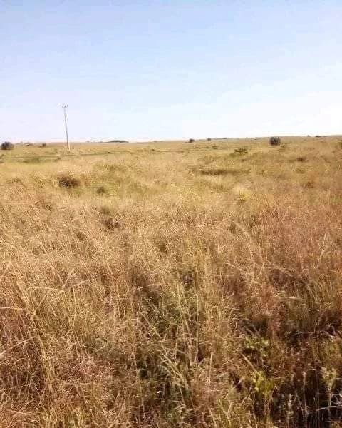 MemeirosM's tweet image. Nativos Exigem "Lobolo" Dos Terrenos Pelos Proprietários Antes Do Início Das Obras De Construção Em Matutuíne memeiros.com/2022/07/nativo… #Lobolo #Matutuíne #Nativos #ObrasDeConstrução #Proprietários