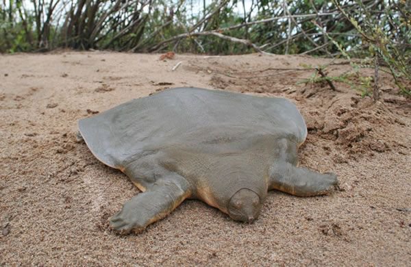 Weird_AnimaIs's tweet image. Cantor's giant softshell turtle grows to 2 metres long &amp;amp; spends 95% of its life buried &amp;amp; motionless, surfacing only twice a day to breathe.

(Photos Megan English)