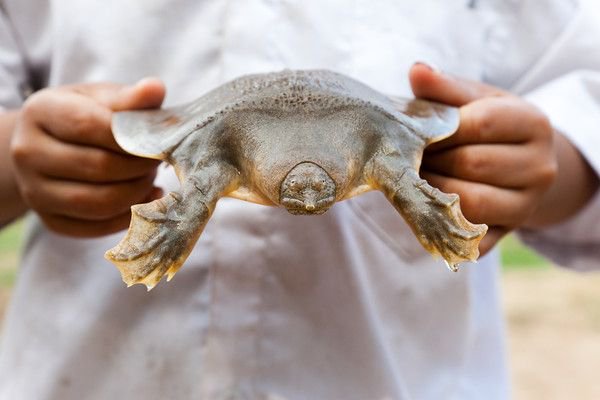 Weird_AnimaIs's tweet image. Cantor's giant softshell turtle grows to 2 metres long &amp;amp; spends 95% of its life buried &amp;amp; motionless, surfacing only twice a day to breathe.

(Photos Megan English)