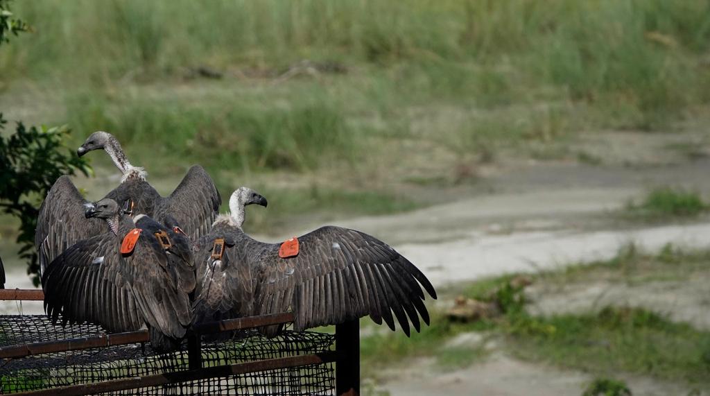 Hatched in captivity, now in the wild: 10 white-rumped vultures were released from our facility in Buxa TR, West Bengal, yesterday. We hope these birds will join the wake of 10 captive bred vultures released in 2021 and establish in the wild.