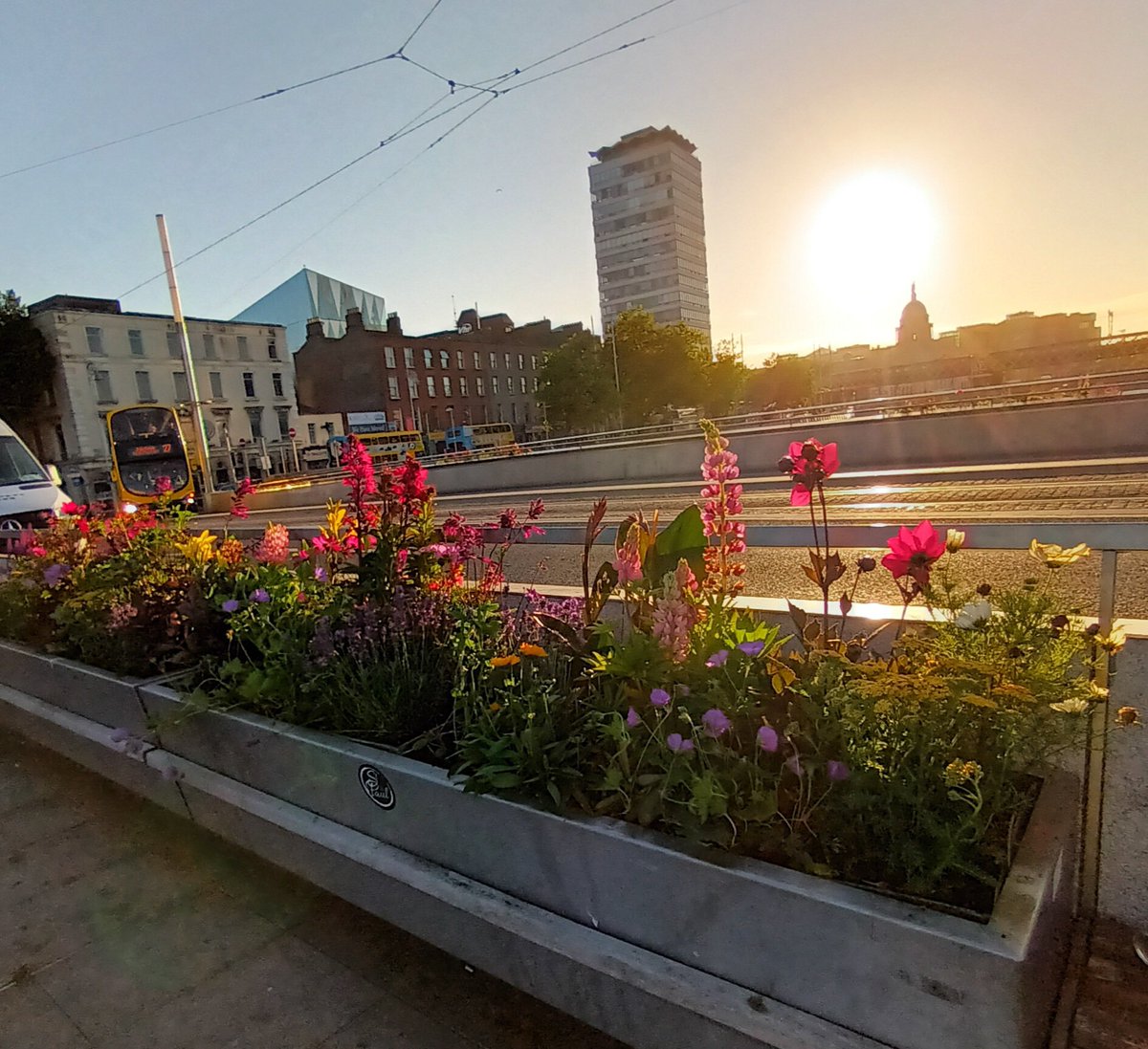 SAP_Landscapes's tweet image. A beautiful splash of colour on the Rosie Hackett Bridge, installed by our teams. A selection of plants included for pollinators to enjoy as well!

#pollinators #landscaping #groundsmaintenance #dublin #urbanlandscaping #urbangreening