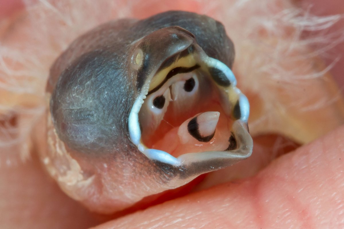 Weird_AnimaIs's tweet photo. The strange mouth markings of various finch chicks.

(Photos G. Hofmann &amp; F. Scheffer) https://t.co/VRynlg2Boc