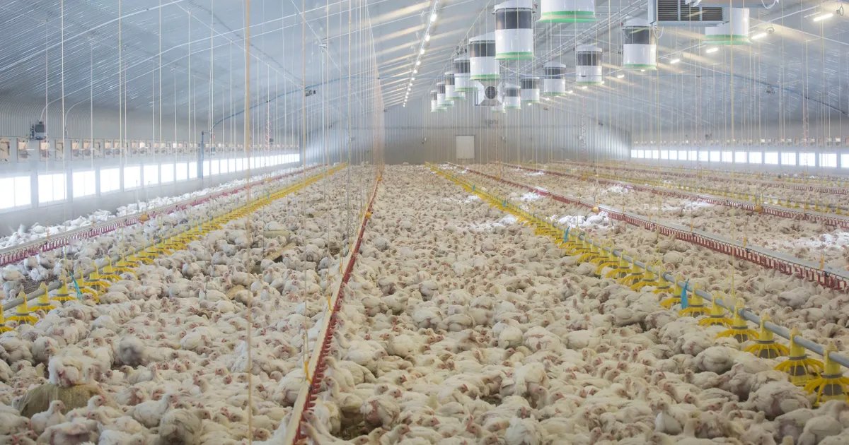 GeorgeMonbiot's tweet photo. People object to precision fermentation on the grounds that it would take production of protein-rich foods out of the countryside and into factories. It would. But please remember that almost all the meat you eat has already been taken out of the countryside and into factories🧵: https://t.co/VByLlEQCUx