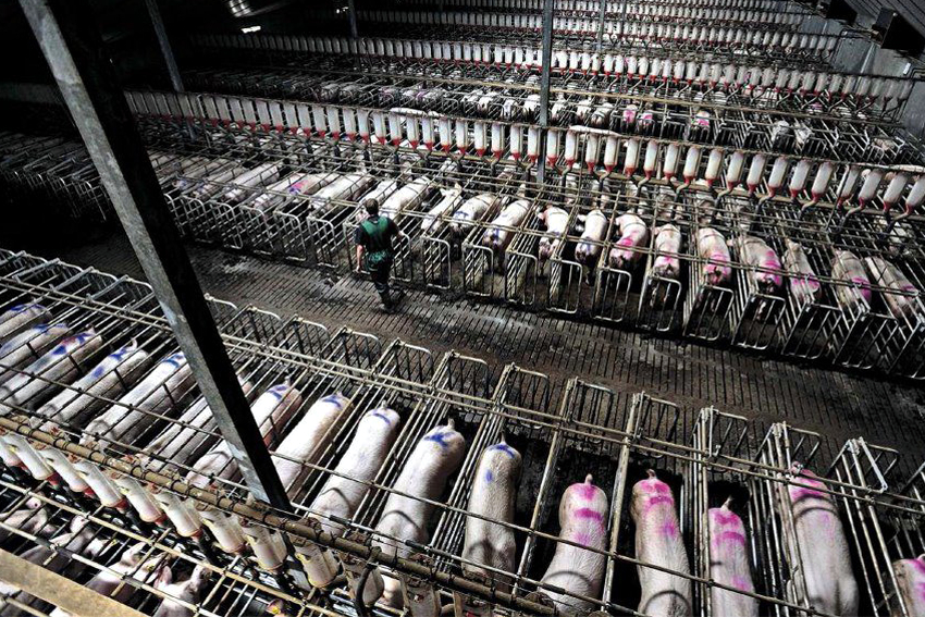 GeorgeMonbiot's tweet photo. People object to precision fermentation on the grounds that it would take production of protein-rich foods out of the countryside and into factories. It would. But please remember that almost all the meat you eat has already been taken out of the countryside and into factories🧵: https://t.co/VByLlEQCUx