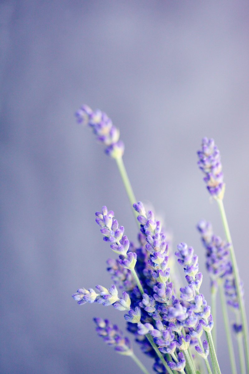 ParfumsViolet's tweet photo. - Lavender - 
From its botanical name Lavandula Angustifolia, lavender also comes from the Latin verb lavare, meaning to wash. As it's name suggests, lavender inspires cleanliness and wellbeing. Fresh from Provence, it comes in different varieties including a hybrid : lavandin. https://t.co/BVEuXP5pjy