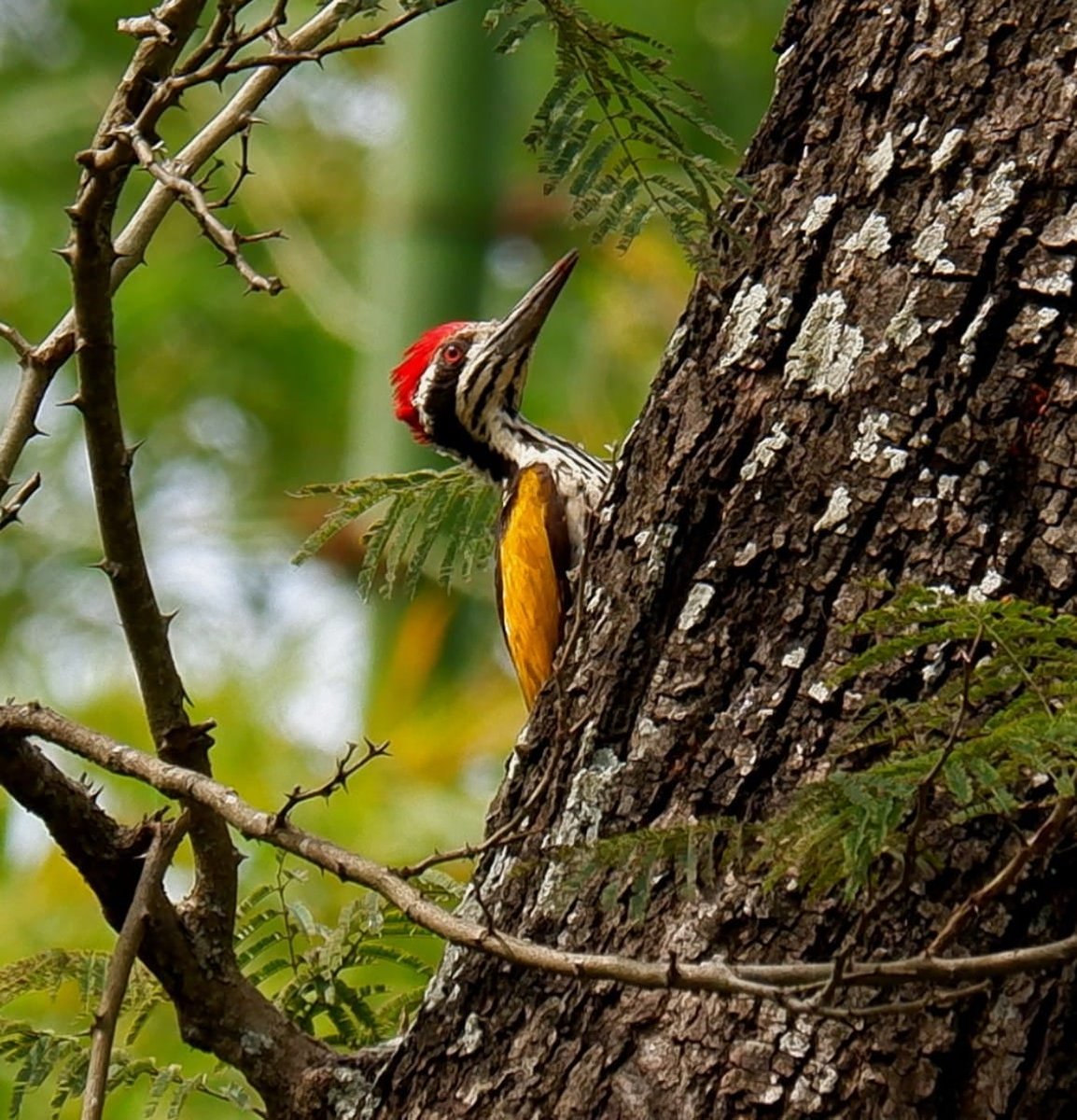 LESSER GOLDEN-BACKED WOODPECKER - பொன்முதுகு மரங்கொத்தி
CLICK DURING TREKKING!
#XPLOTRAILS #trekking #birding #photography by XploTrails