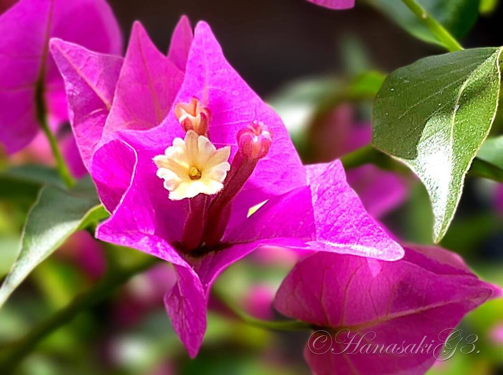 تويتر 花咲こぅ 花と写真とジグソーパズル على تويتر ブーゲンビリア Bougainvillea イカダカズラ 筏葛 ココノエカズラ 九重葛 ブーゲンビレア オシロイバナ科 Flower 花 ガーデニング Gardening 花言葉 情熱 魅力 あなたしか見えない T Co تويتر 花咲こぅ 花と写真とジグソーパズル على تويتر ブーゲンビリア Bougainvillea イカダカズラ 筏葛 ココノエカズラ 九重葛 ブーゲンビレア オシロイバナ科 Flower 花 ガーデニング Gardening 花言葉 情熱 魅力 あなたしか見えない T Co