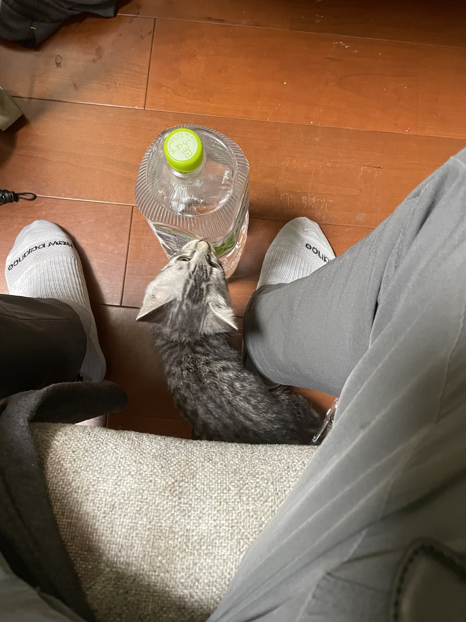 ヤス４ ザ ラストスタンディング つんつるてん Yasuyon404 Twitter