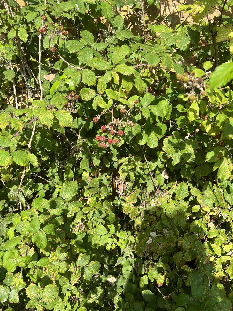 pdmplv's tweet photo. Las #moras ya están rojas, maduran los frutos del #saúco y las #gramíneas amarillean en las campas #fenología #phenology #Gipuzkoa #PaísVasco #observatorio_Igeldo @AEMET_PaisVasco https://t.co/xwKsmP8VA8