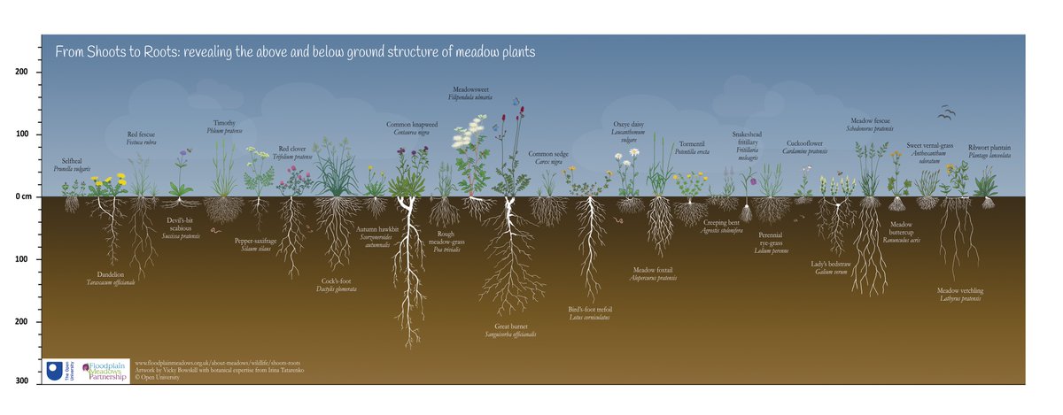 NearbyWild #RewildTheEarth 🍃💚🍃 (@nearbywild) on Twitter photo Why are Greater Knapweed, Common Knapweed, Field Scabious and many more beautiful wildflowers thriving in this drought without being watered? Because they, and some meadow grasses, have very deep roots! Excellent diagram for <a href="/Floodplainmead/">Floodplain Meadows Partnership</a> by @Vicky_Bowskill! Why are Greater Knapweed, Common Knapweed, Field Scabious and many more beautiful wildflowers thriving in this drought without being watered? Because they, and some meadow grasses, have very deep roots! Excellent diagram for <a href="/Floodplainmead/">Floodplain Meadows Partnership</a> by @Vicky_Bowskill!