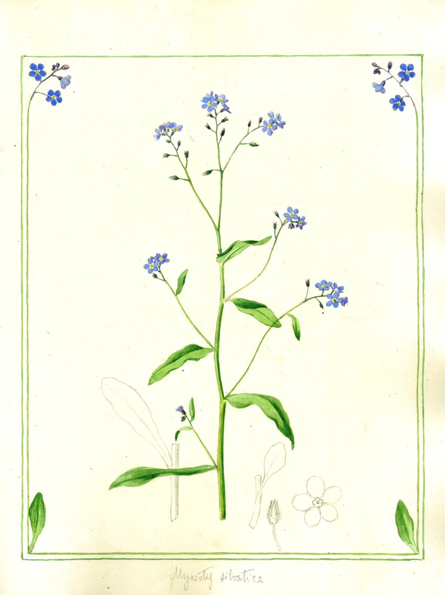17 July 1918, Clarence's death. It could hardly be more appropriate that Luigi wrote his tribute opposite Clarence's watercolour of a Forget-Me-Not. Luigi would certainly never forget Clarence.

clarencebicknell.com/luigi-pollini-…