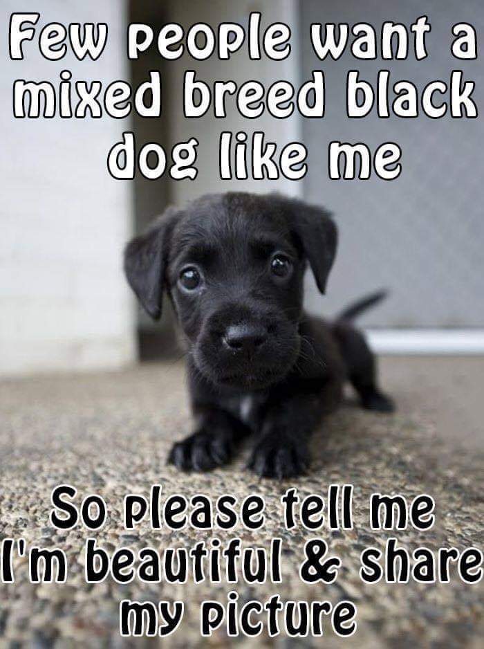 Few people want a mixed breed black dog like me...So please tell me I'm beautiful and share my picture 🙏🤍