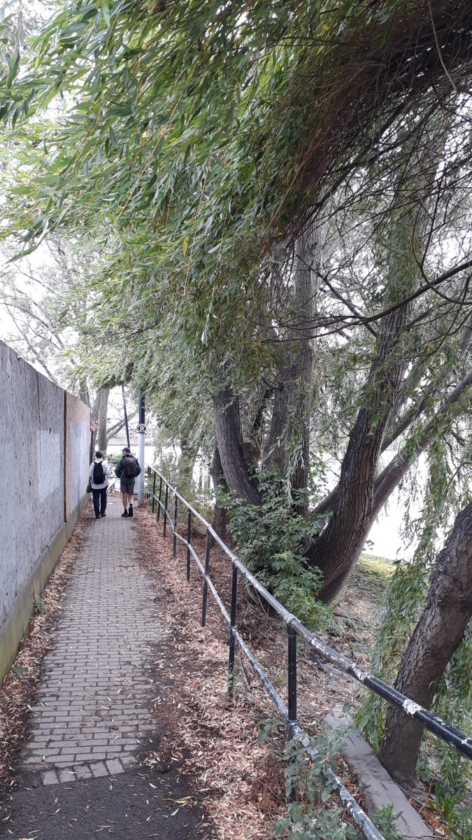 GreenGreenwich's tweet photo. At the next planning board meeting 6.30 Tuesday 26 July item 6 is the removal of the beautiful willows by Morden Wharf. 
If you want to attend and object please write to committees@royalgreenwich.gov.uk by Friday. 
@EGRA_London @WildGreenwich @friendsofgpep @TheThamesPath https://t.co/VlP6InxP2k