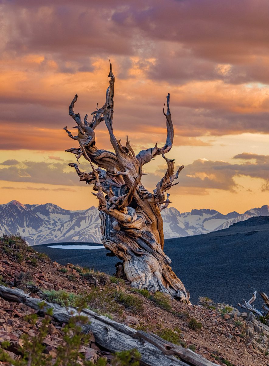 Nature Space (@naturespace_) on Twitter photo 