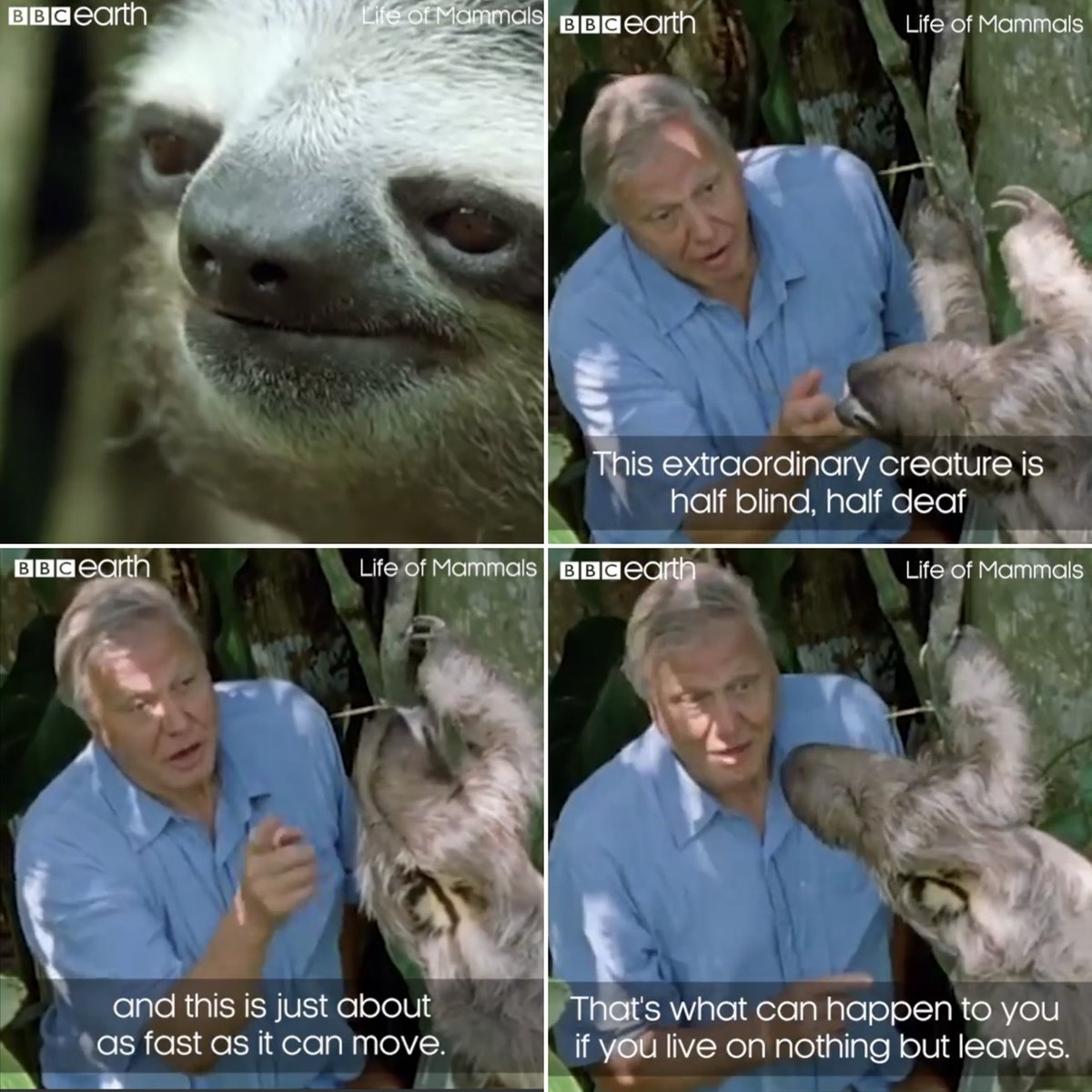 NuttyNatty56's tweet photo. Well if Attenborough is saying it, even more reason to eat meat 😂

#vegan #attenborough #eatmeat #hesaidit #notvegan https://t.co/wBYragk1Qn