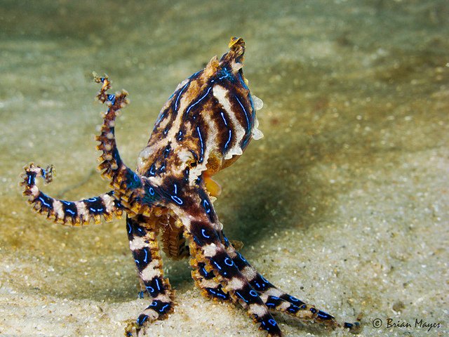 The incredible blue-lined octopus. (Photo Brian Mayes)