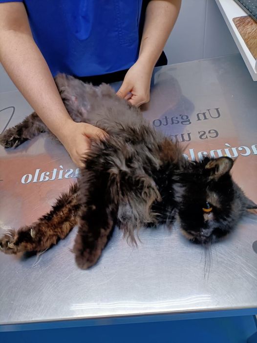 isagato62's tweet image. Necesito urgentemente casa de acogida en madrid  españapara Nano persa 14 años , sin masa muscular , sin andar casi y con posible fallo renal , necesito alguien que pueda estar pendiente de él, está en el vete y sale mañana wassap 686708709