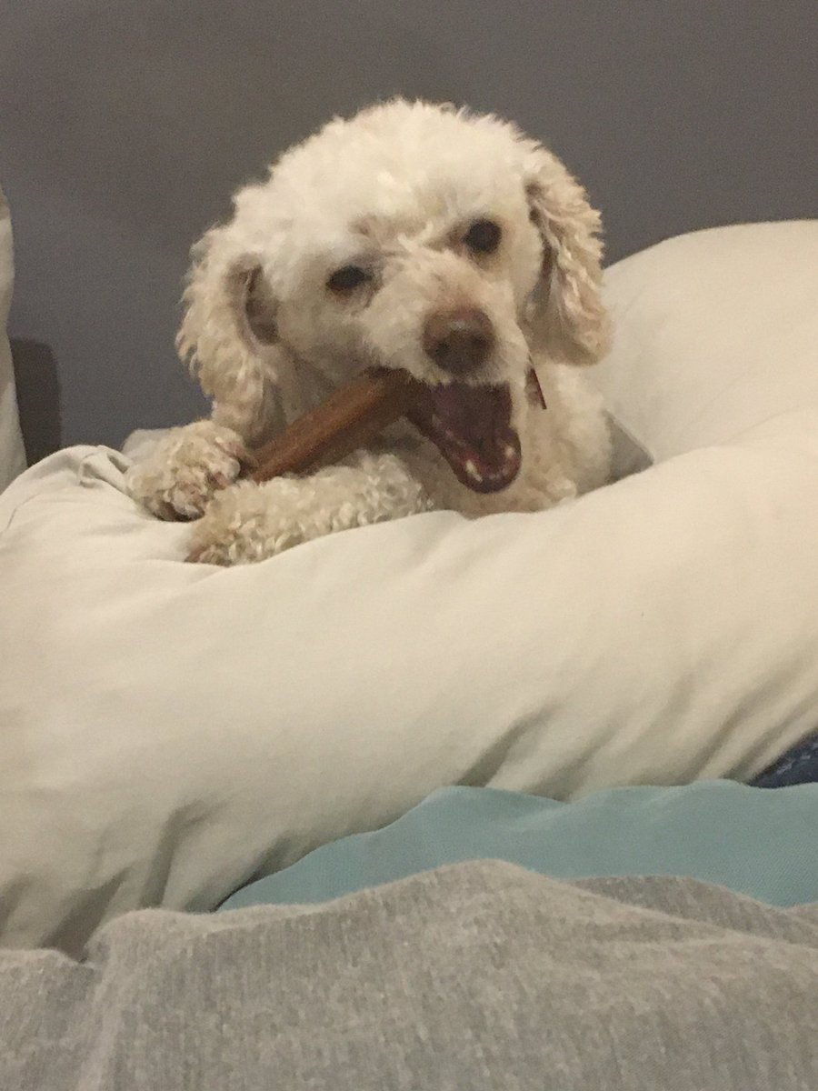 Half of my life with this demon, happy 12th Maisy 🥰