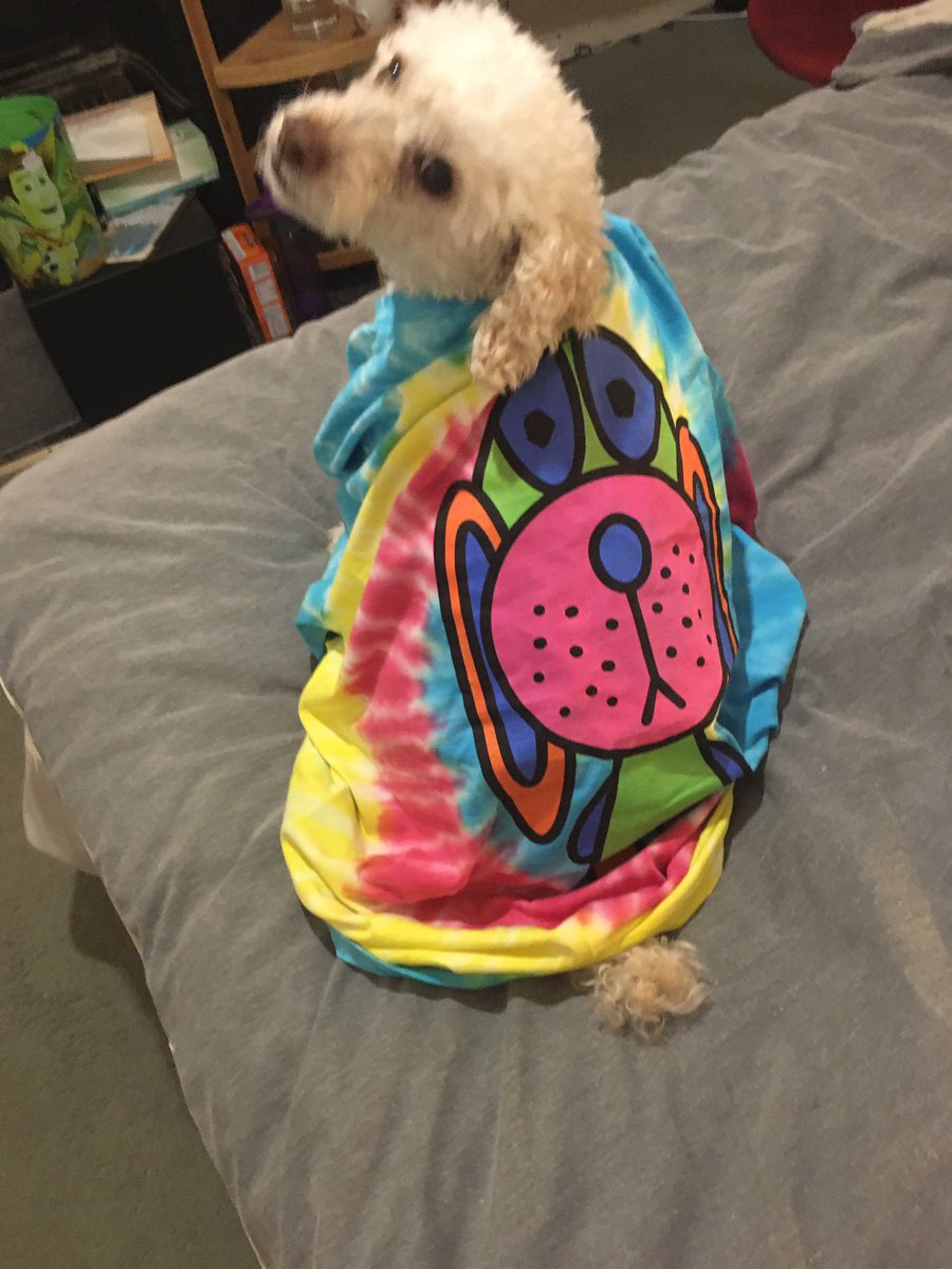 Burnsey47's tweet photo. Half of my life with this demon, happy 12th Maisy 🥰 https://t.co/6qhAx4jYZZ
