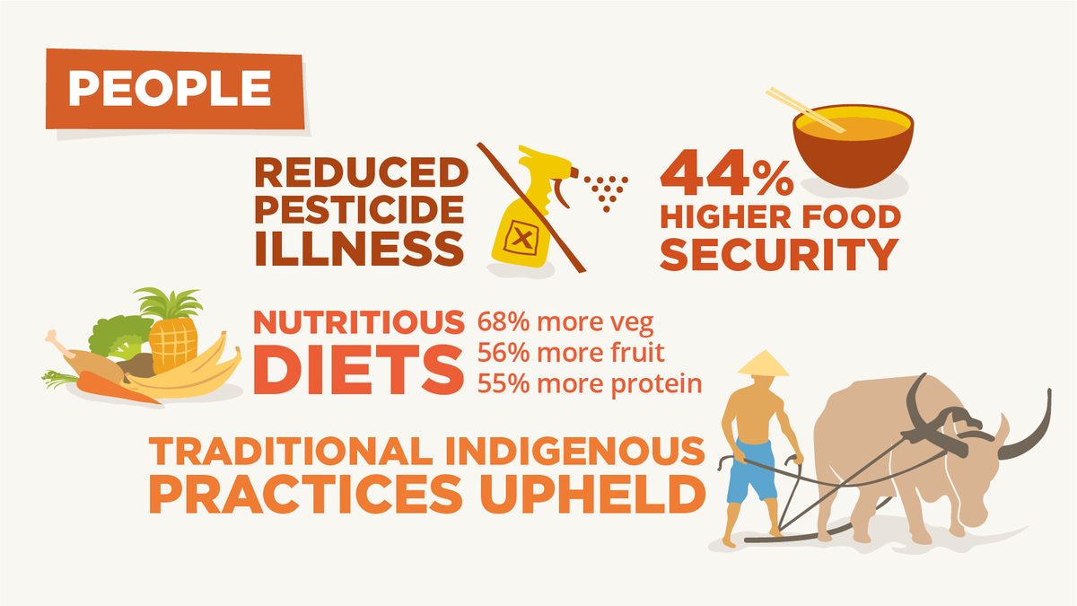 futureoffoodorg's tweet photo. In the Philippines, @MASIPAGFarmers advocates making agroecology the new normal. 

Learn how this small farmer network has created resilience across culture, agriculture, and more in this report: https://t.co/rBhtOMtYso https://t.co/GtPfaQct4q