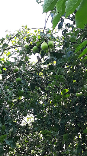 MulberryBushOrg's tweet photo. 🌞 Spotted enjoying the sun at MB3 this morning: green woodpeckers, buzzards &amp; butterflies. Can you find the blue tit chilling in the apple tree? Animals get dehydrated too; we��ve put water around the site &amp; we’re thankful for our shady wooded walk🦋🌺🌳 https://t.co/JboyH0suKT https://t.co/JI4J9B3Guo