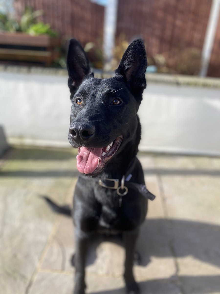 This time 12 months ago I said my goodbyes to Bond to start his adventures.  His adventures led him down south and he is becoming a cracking PD.  Good luck for the rest of your Career Bond 🐾 <a href="/CornwallDogs/">Cornwall Police Dogs</a> <a href="/WMPolice/">West Midlands Police</a> <a href="/WMPDogs/">WMP Dog Unit</a> #puppywalker