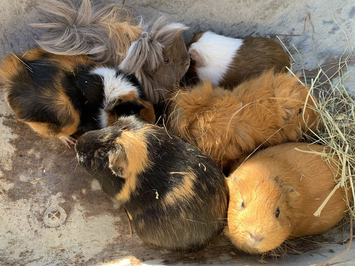 Funkelschoen's tweet photo. Die #Meeris und #Hasis haben wir heute schon relativ früh reingeholt 🤗😉 #Schubkarrenexpress #Meerschweinchen #guineapigs ##heatwave #Hitzewelle #animals #nature .Passt auf eure #Tiere auf und wer kann sollte draußen #Wasser zur Verfügung stellen 🤗😘 https://t.co/hLYYvyaabS