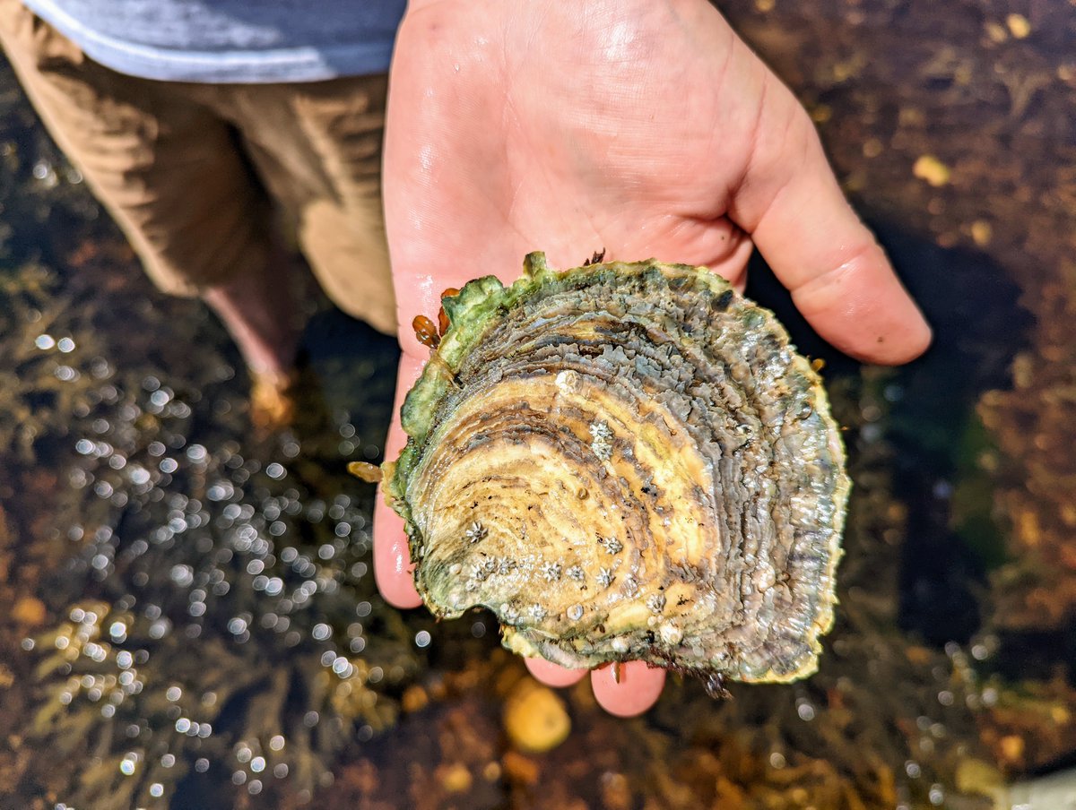 brian barrett (@brianbarrett0) on Twitter photo ☀️Hot day of fieldwork up at Loch Melfort with <a href="/UofGGES/">School of Geographical & Earth Sciences, UofG🌍</a> BSc Geography student Vasiliki Katsorida & GES Technician Kenny Roberts measuring oysters and capturing multispectral UAV data for dissertation research🦪📏Superb project with <a href="/AENMcGregor/">Anna McGregor</a> @IBAHCM ☀️Hot day of fieldwork up at Loch Melfort with <a href="/UofGGES/">School of Geographical & Earth Sciences, UofG🌍</a> BSc Geography student Vasiliki Katsorida & GES Technician Kenny Roberts measuring oysters and capturing multispectral UAV data for dissertation research🦪📏Superb project with <a href="/AENMcGregor/">Anna McGregor</a> @IBAHCM