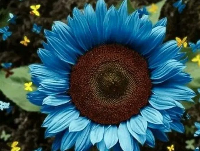EcoInventos's tweet photo. Midnight Oil Blue, los girasoles azules que te sorprenderán.

https://t.co/IvcsbzA4cG https://t.co/MZEcr5gnxq