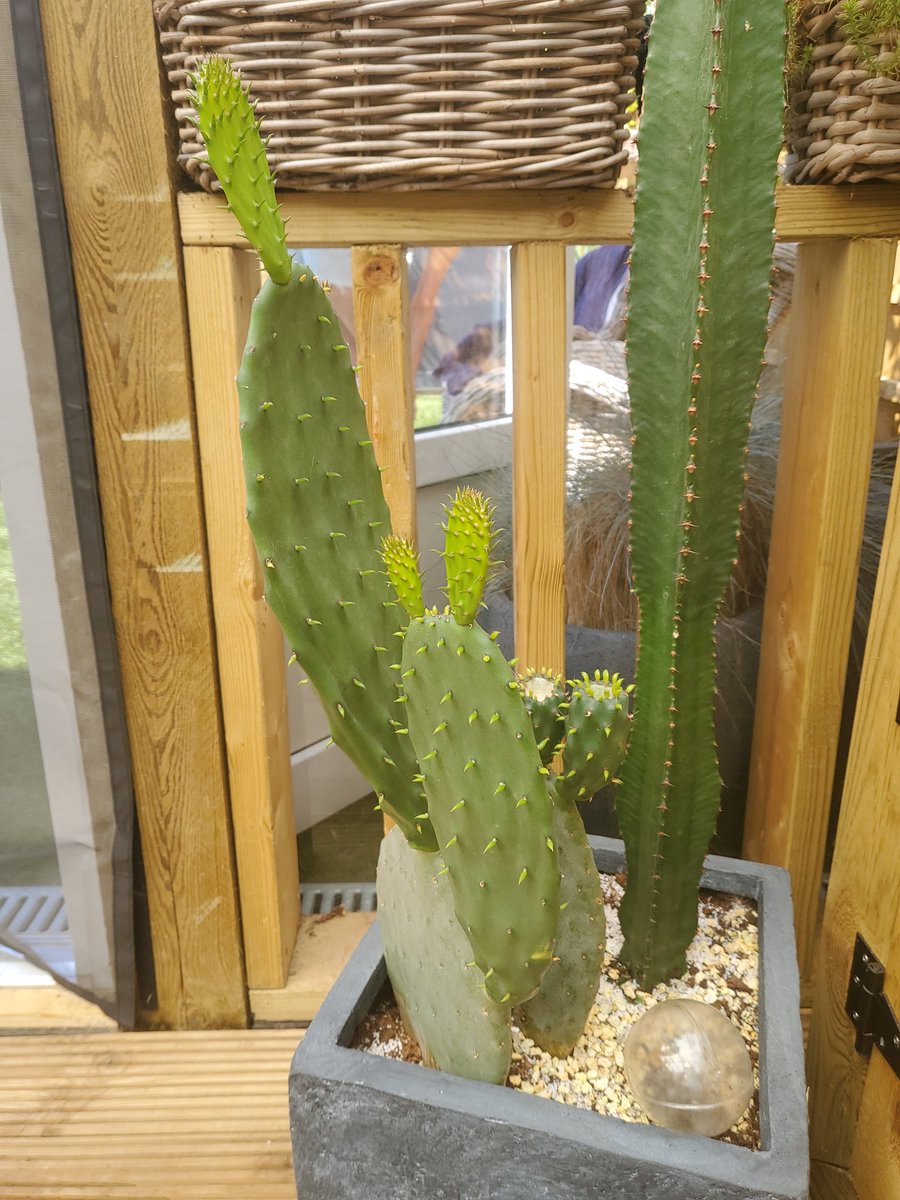 28111970jef's tweet photo. Ik wist niet dat #cactussen zo hard konden groeien
Eerste foto 6 mei 2de 18 juli https://t.co/3fGOgaaq3I