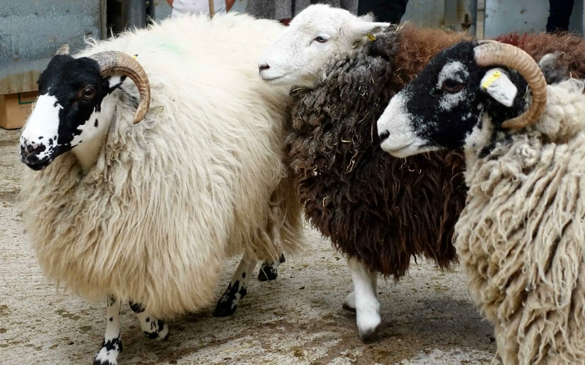 The plan now is for a renewed focus on <a href="/TheWoolClip/">The Wool Clip</a> co-operative, its Caldbeck shop and other activities. Follow <a href="/TheWoolClip/">The Wool Clip</a> to keep in touch. Full Woolfest announcement is at buff.ly/3PjlRQu