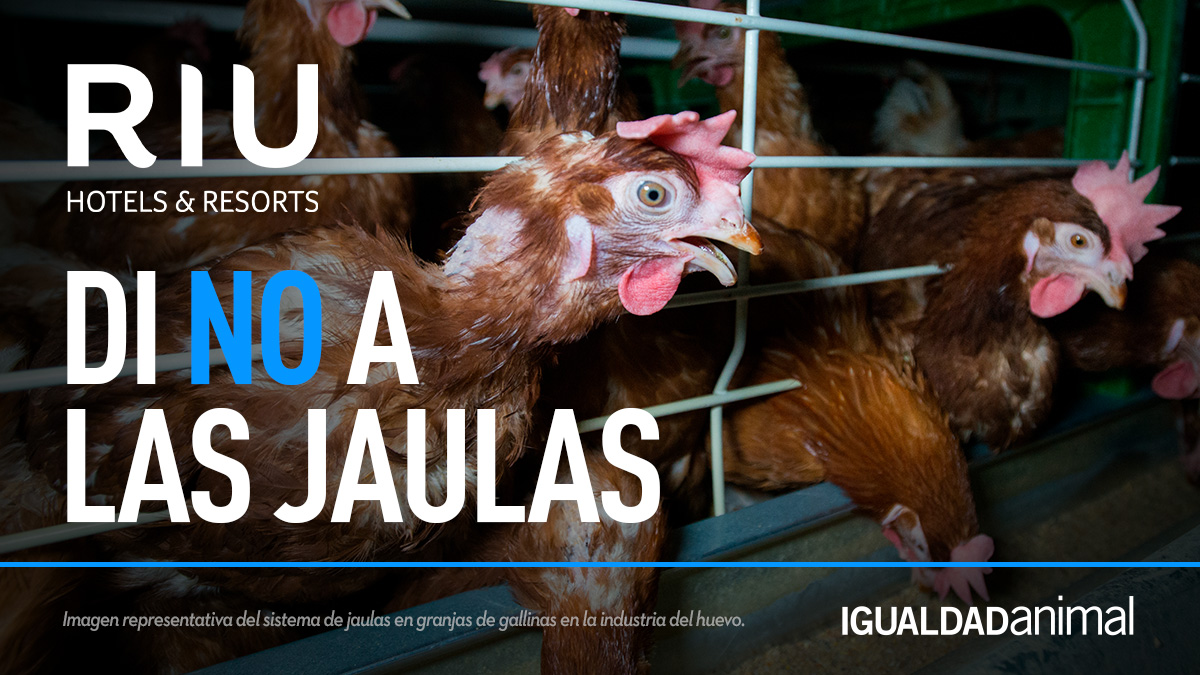 RIU Hotels & Resort continúa sin presentar públicamente un compromiso global contra el uso de huevos de gallinas enjauladas. El sistema de jaulas en la producción de huevos es uno de los más crueles que existe. ¡Firma ahora! igualdadanimal.org/actua/riu