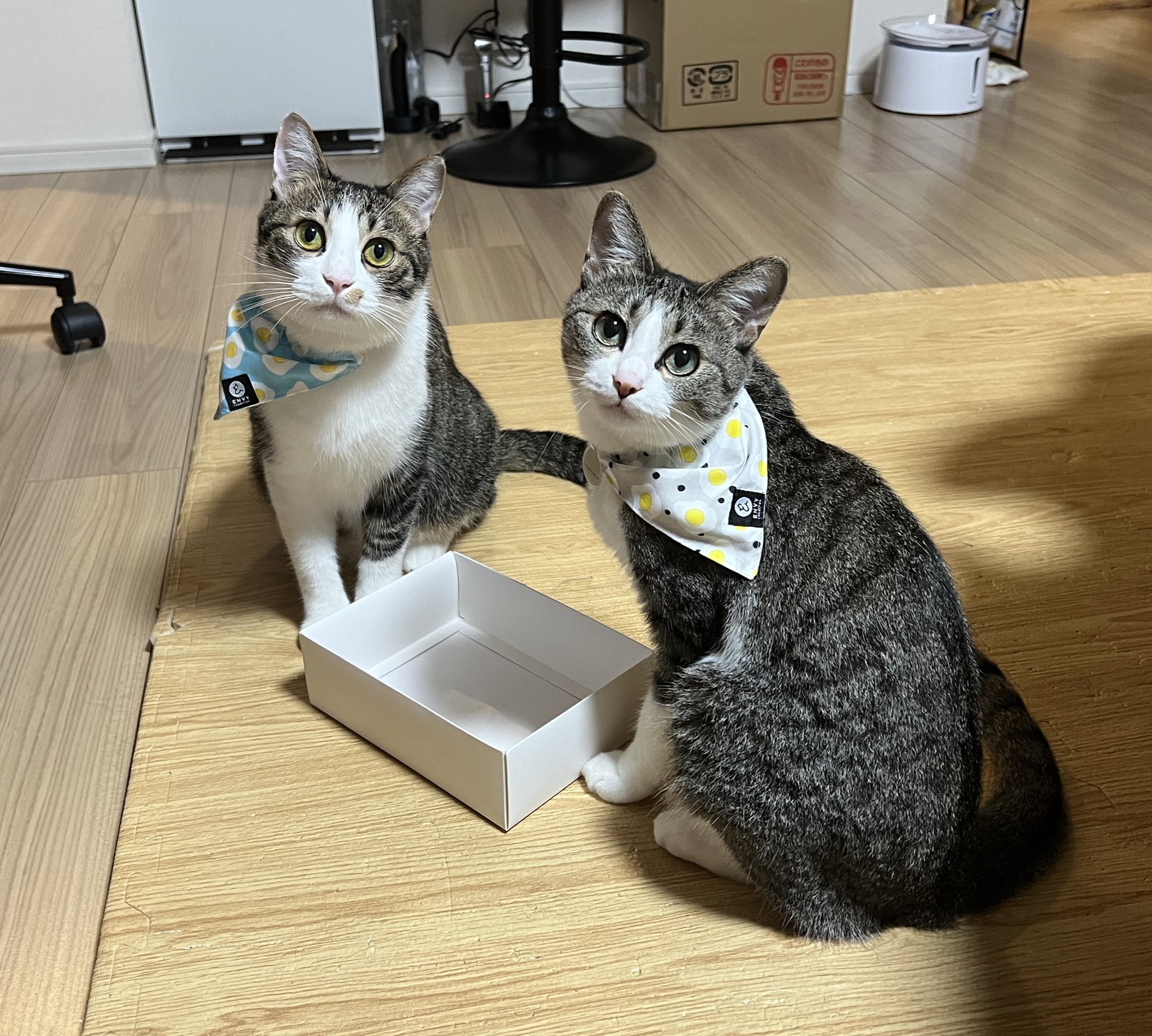 まめきちまめこ on X: 
