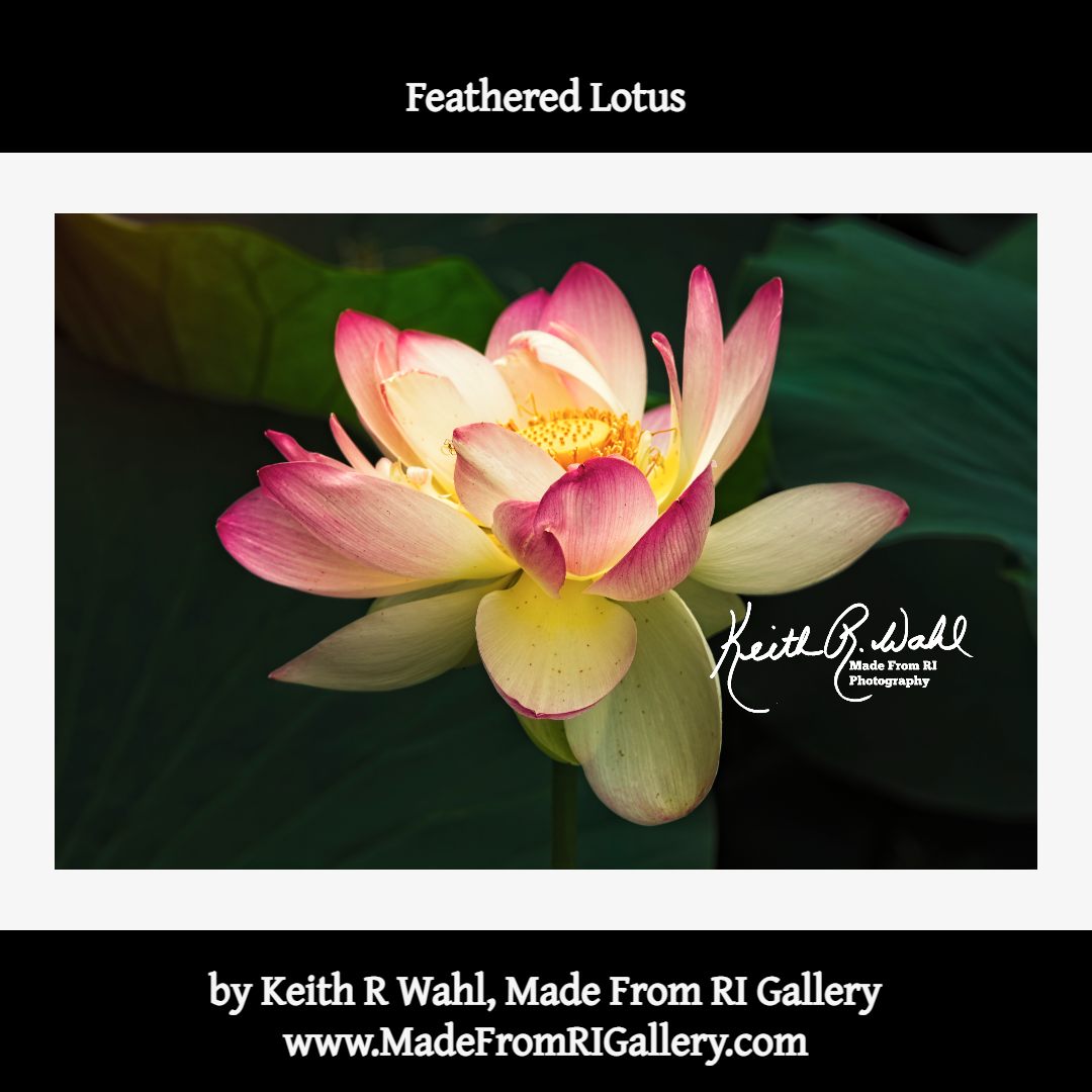 vigo_roll's tweet photo. Feathered Lotus
by #KeithRWahl, #MadeFromRIGallery
https://t.co/erzoJs8CSf
An #IndianLotus in full #flower in the village of #Hamilton, #NorthKingstown, #RhodeIsland https://t.co/pPRN7tFIHx