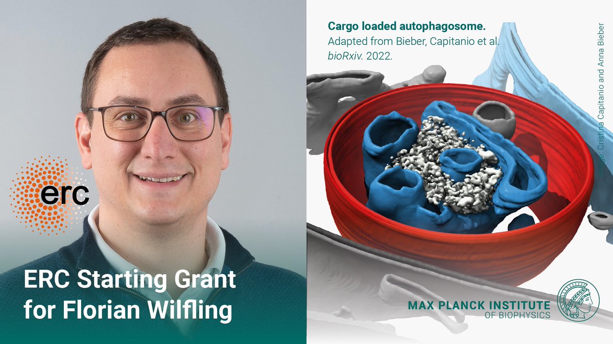 Warmest congratulations to our research group leader @WilflingFlorian (@WilflingLab) on receiving a prestigious ERC Starting Grant for his research on #autophagosomes which help the cell remove its waste! What a great success🥳👏@ERC_Research #ERCStG 👉biophys.mpg.de/2677330/erc-gr…