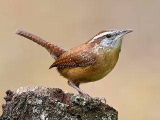 Some birds have more than one brood each summer, like the little bird with the big voice, the Carolina Wren. Listen to this #Haikubox recording (bit.ly/3IJ95bm-Haikub…), one of nearly 300 at this location in one day. haikubox.com