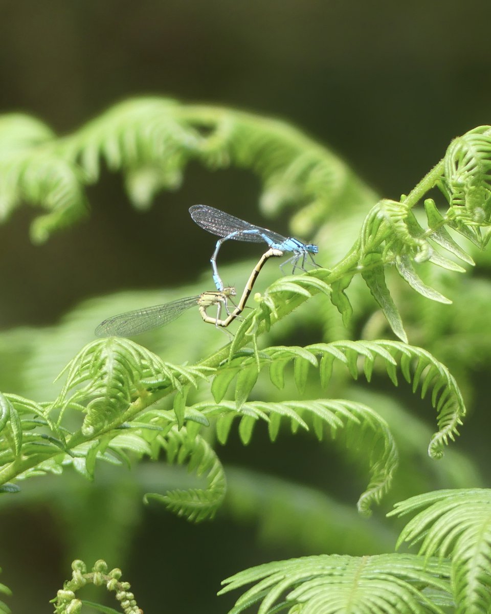 Azure Damselfly mating 

#macro #damselfly #insects #nature #dragonfly #dragonflies #insect #naturephotography #macrophotography #insectsofinstagram #wildlife #insectphotography #damselflies #naturelovers #wildlifephotography #photography  #dragonflyphotography #macroworld