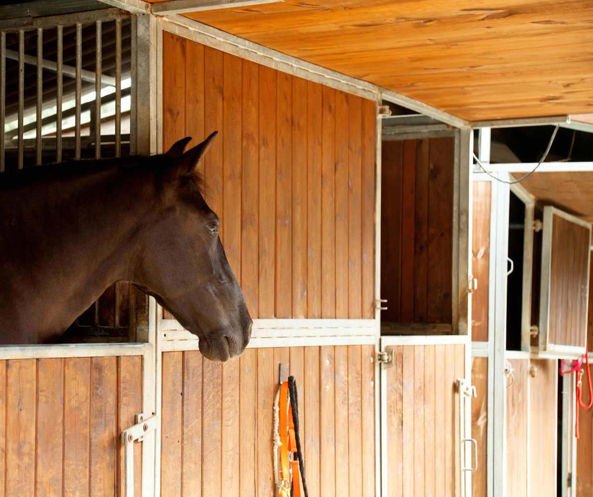 #paliodisiena: Comune pronto a ragionare tutti assieme su nuove regole per #protocolloequino. Esclusione dei cavalli che non vengono presentati senza motivo. 
Il mio pensiero⏩ bit.ly/3PjKwo2

#comunedisiena #palio #newspalio #newssiena