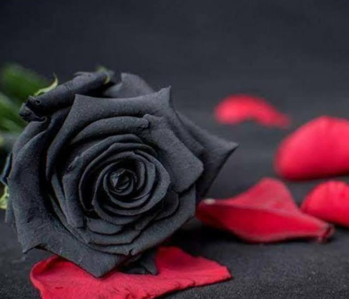 @Kinza__143 @Anam__Noor @Kiran__2911 @ZoiiRaj @0Ayis @0fozi_ @112233Anabiya @1leasi @Ask2Fatima @SahibaEk I love black rose