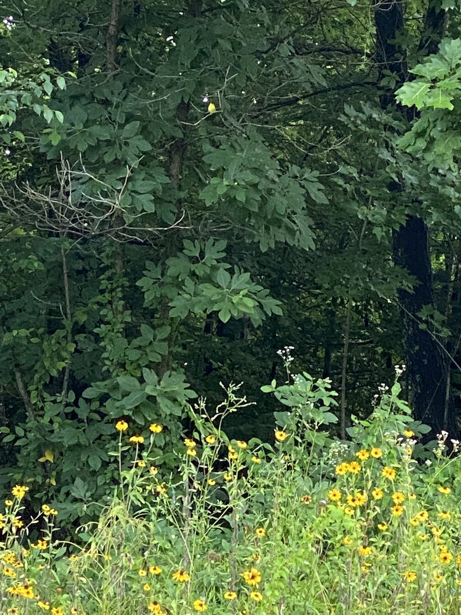 frankroche's tweet photo. The #firstbirdofmyday is a goldfinch in the wildflower meadow. You have to have a good eye to spot him in the tree. @Dauphne @AshAhrens @anitapado https://t.co/tYPToparvV