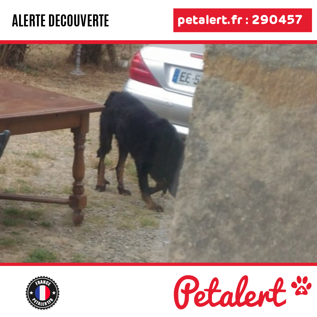 petalert_france's tweet photo. Trouvé #Chien #IlleEtVilaine #Guipel #Petalert #PetAlert35 / https://t.co/L1JplTHH3h https://t.co/zVbuvD20Ey