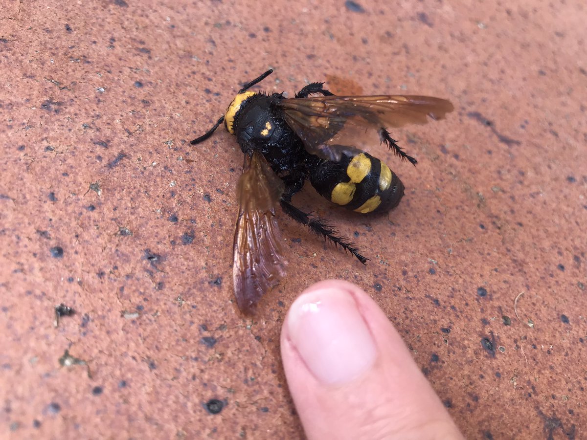 AlfonsoVBustos's tweet photo. Apelo a la magia de Twitter 
¿Alguien me sabe decir que especie es esta, por favor? https://t.co/HeiNVHHt1H